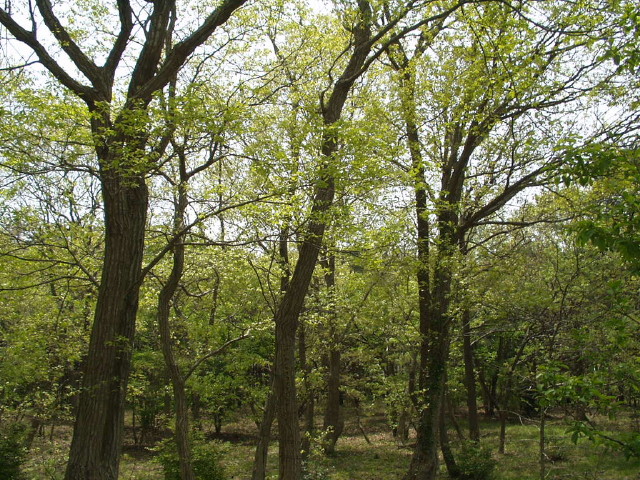 img0042.jpg