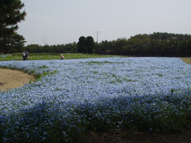 img0050.jpg