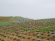 img0017.jpg