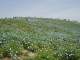 img0031.jpg