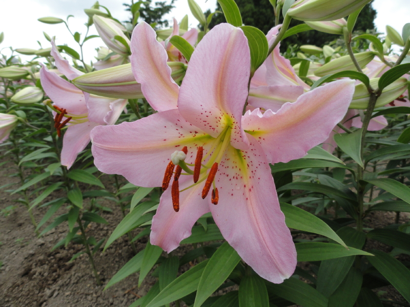 img0008.jpg