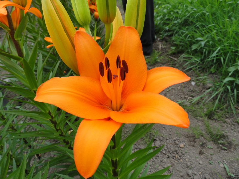 img0009.jpg