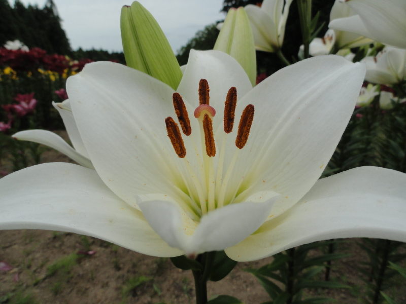 img0016.jpg