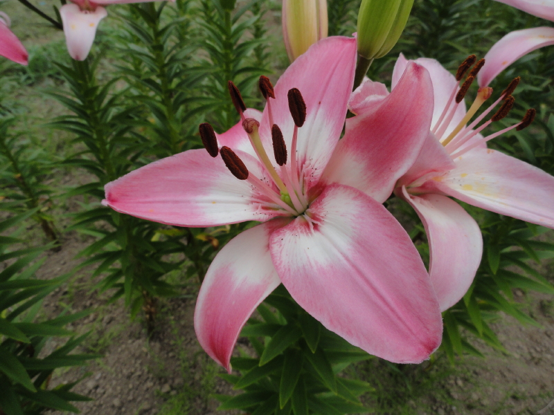 img0019.jpg