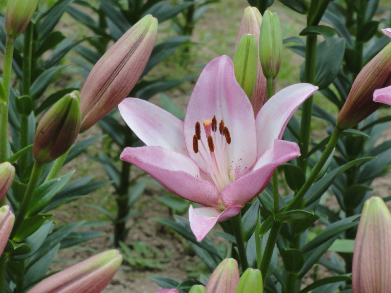 img0039.jpg