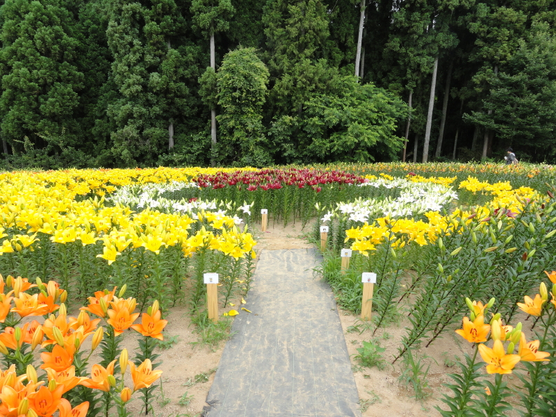 img0040.jpg