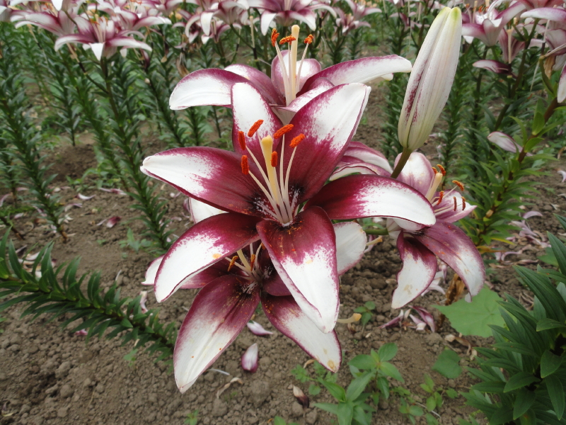 img0060.jpg