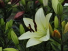 img0006.jpg