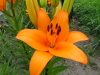 img0010.jpg