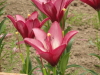 img0014.jpg