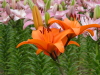 img0021.jpg