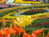 img0029.jpg