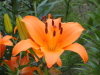 img0034.jpg