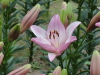 img0039.jpg