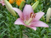img0041.jpg