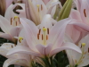 img0046.jpg