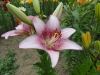 img0055.jpg