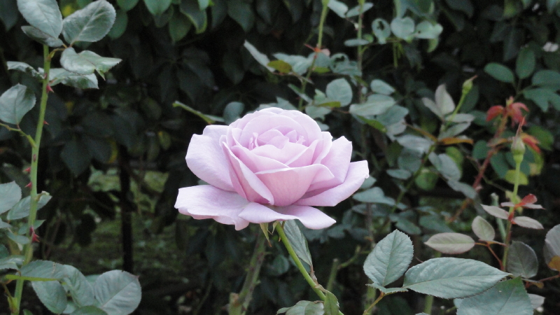 img0048.jpg
