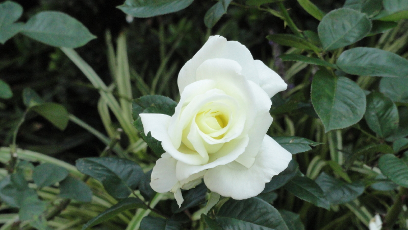 img0049.jpg