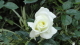 img0049.jpg
