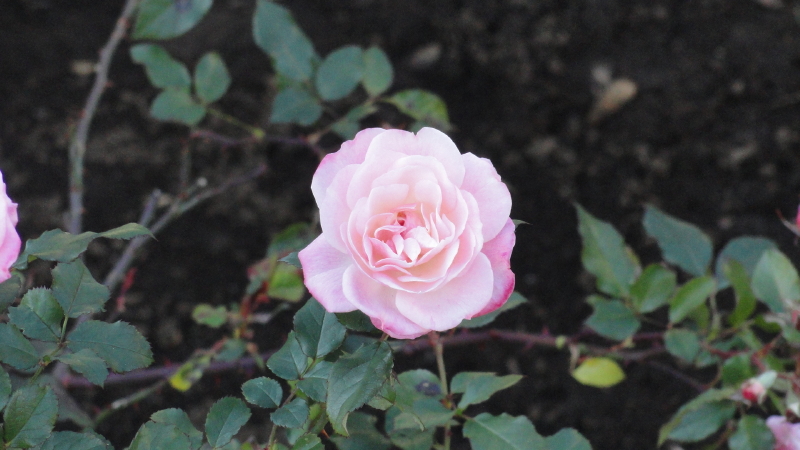 img0038.jpg