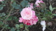 img0037.jpg