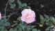 img0038.jpg