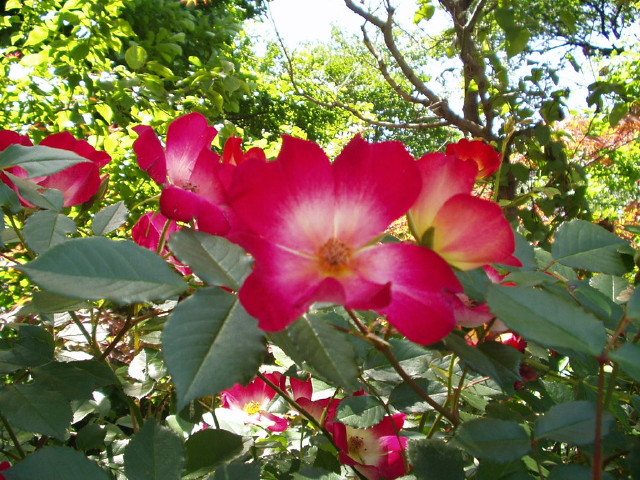 img0005.jpg