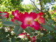 img0005.jpg