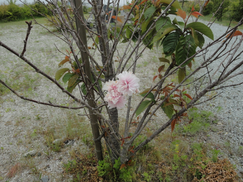 img0036.jpg