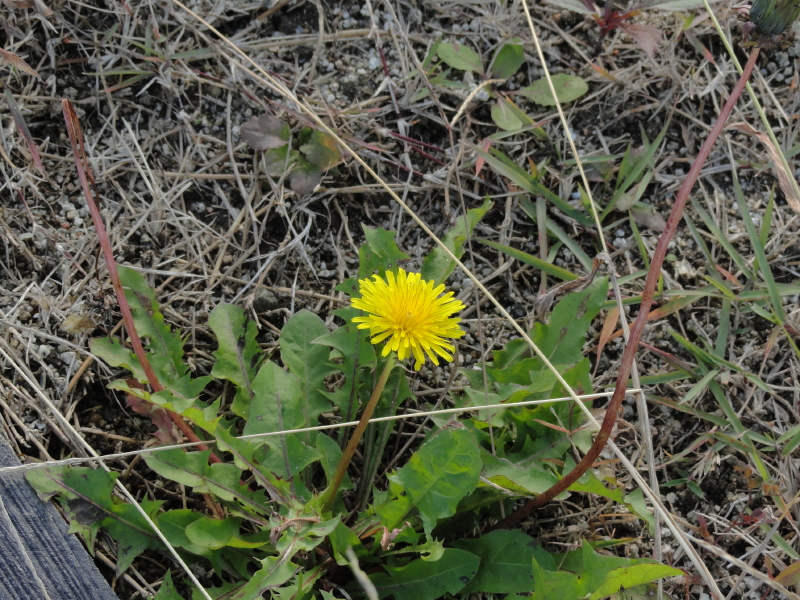 img0002.jpg