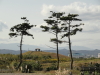 img0050.jpg