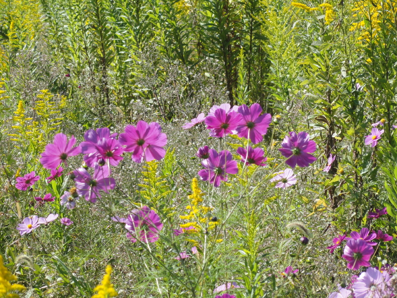 img0017.jpg