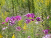 img0017.jpg