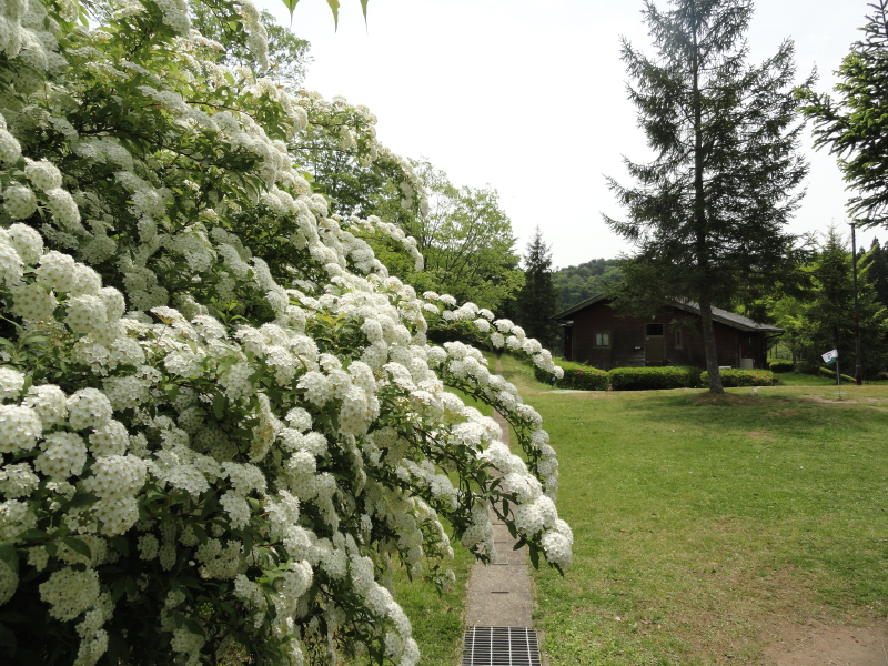 img0009.jpg