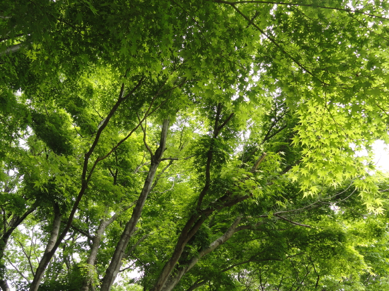 img0013.jpg