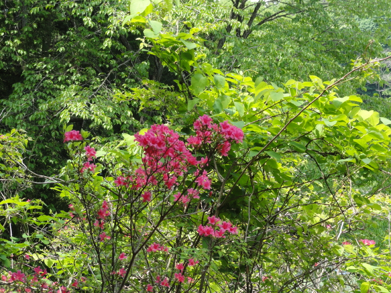 img0038.jpg