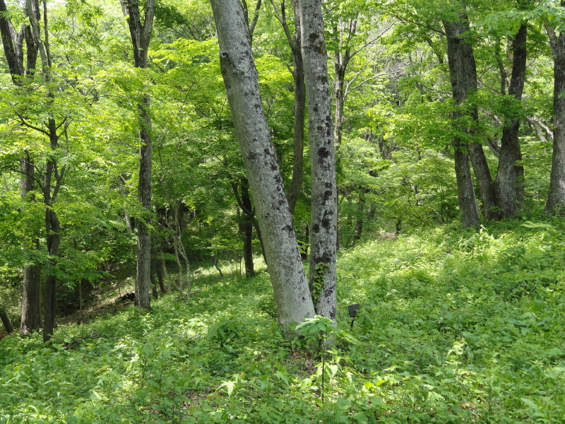 img0045.jpg