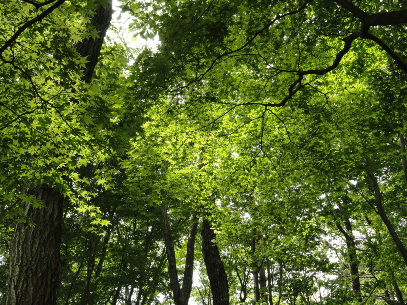 img0050.jpg