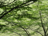 img0036.jpg