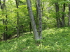 img0045.jpg