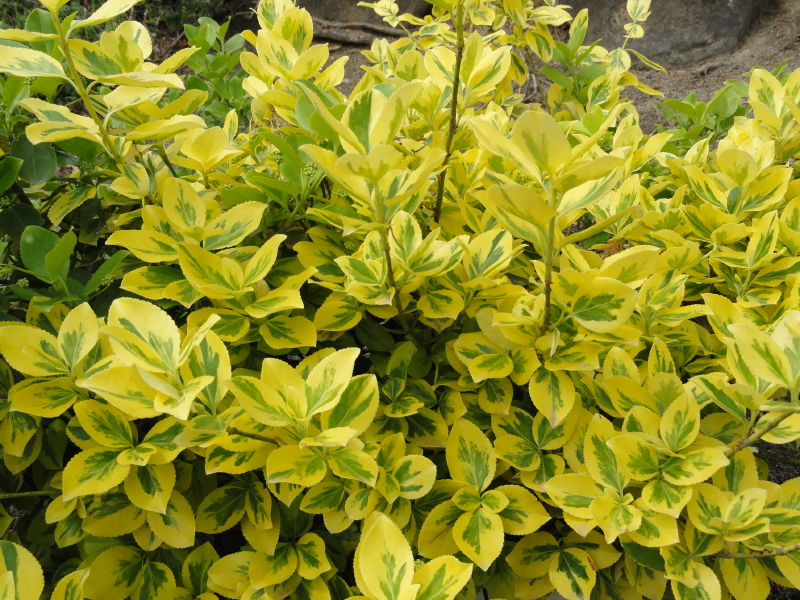 img0011.jpg