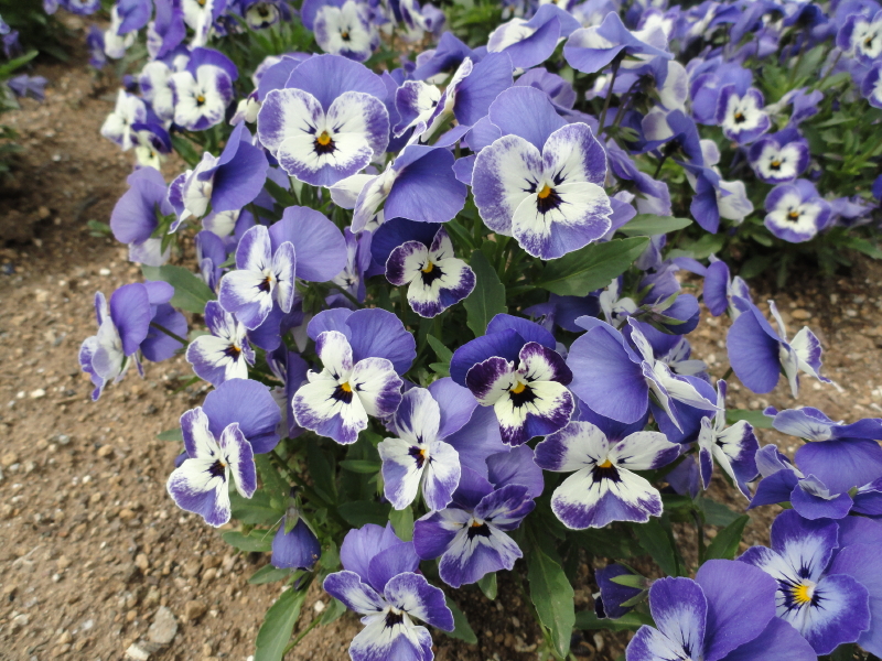 img0025.jpg