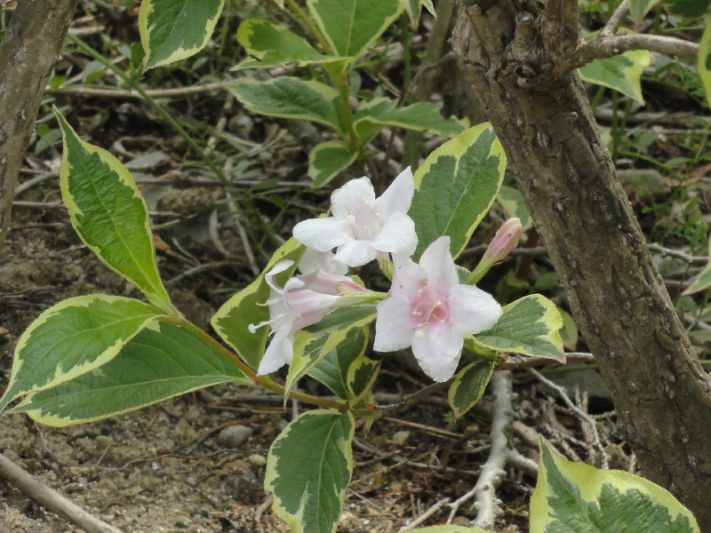 img0075.jpg