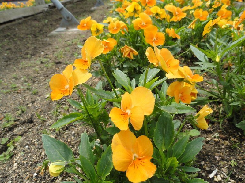 img0079.jpg