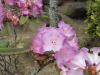 img0010.jpg
