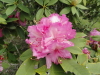 img0043.jpg