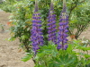 img0047.jpg
