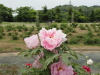 img0063.jpg