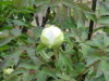 img0065.jpg